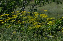 صورة Chaerophyllum coloratum L.