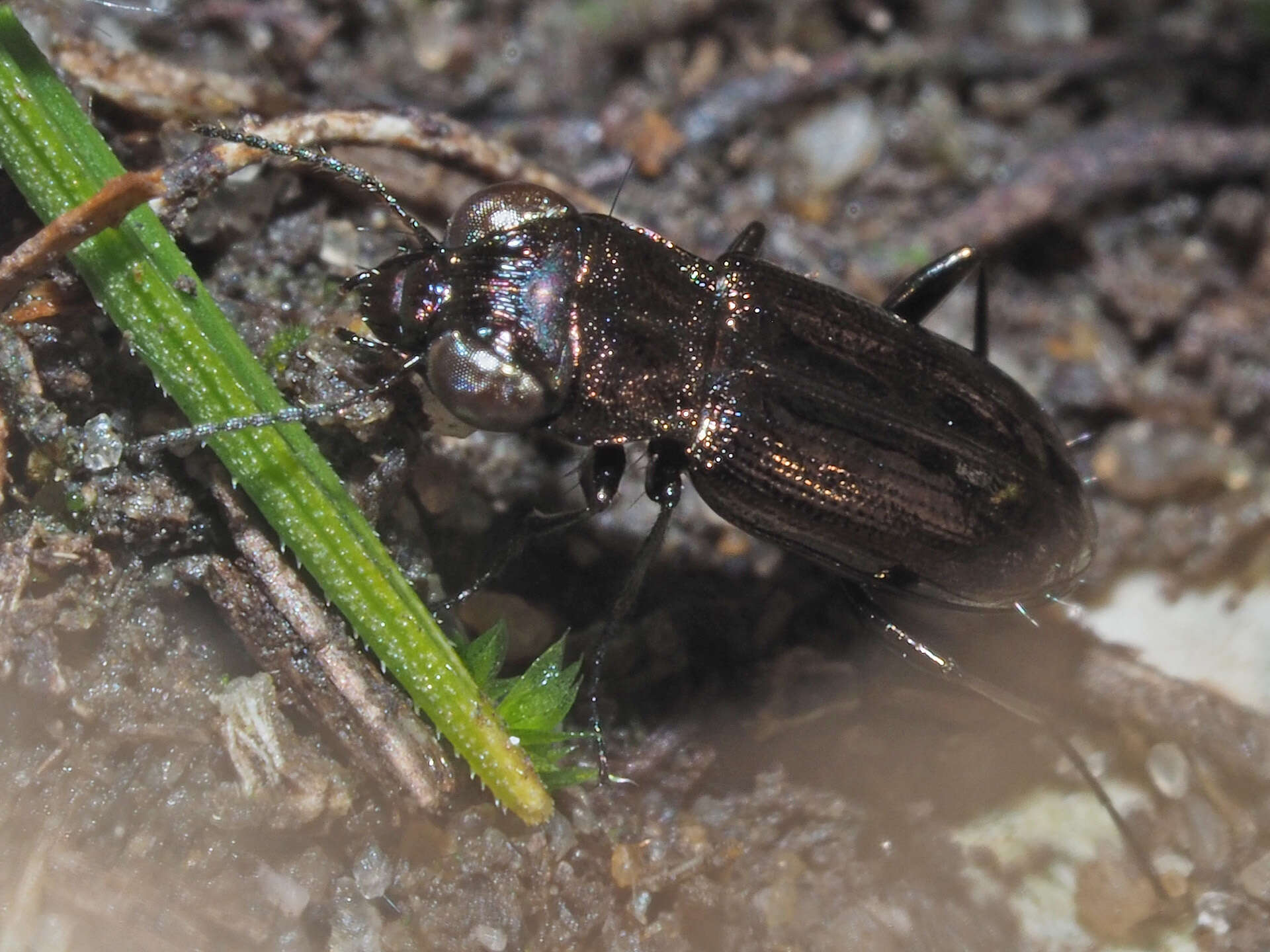 Image of Notiophilus aquaticus (Linnaeus 1758)