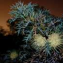 Image de Banksia fraseri var. ashbyi (B. L. Burtt) A. R. Mast & K. R. Thiele