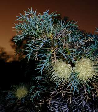 Sivun Banksia fraseri var. ashbyi (B. L. Burtt) A. R. Mast & K. R. Thiele kuva