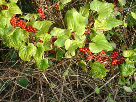 Image of Dioscorea communis (L.) Caddick & Wilkin