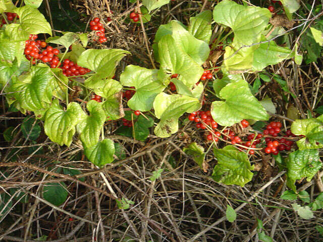 Image of Dioscorea communis (L.) Caddick & Wilkin