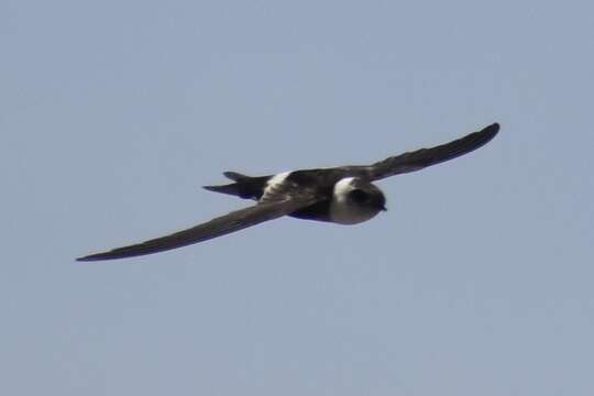 Image of Andean Swift