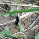 Image of Larch Tussock Moth