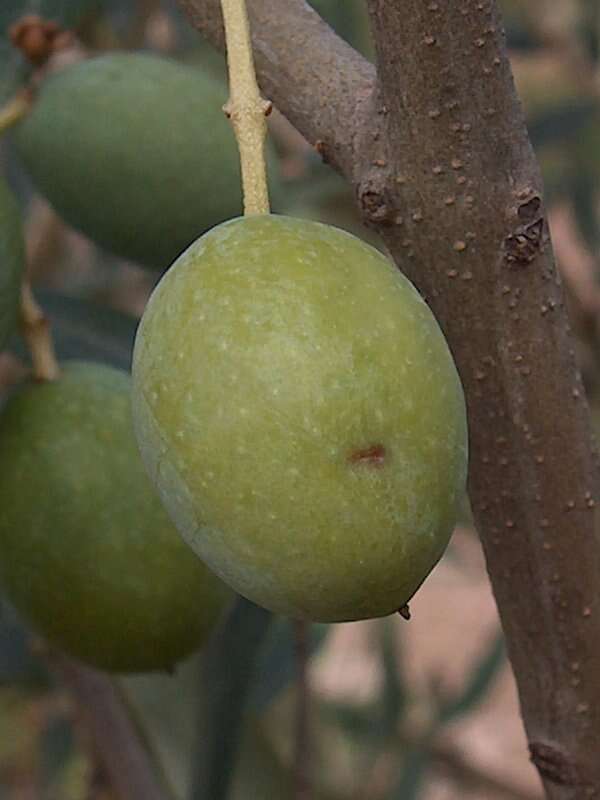 Plancia ëd Olea europaea L.