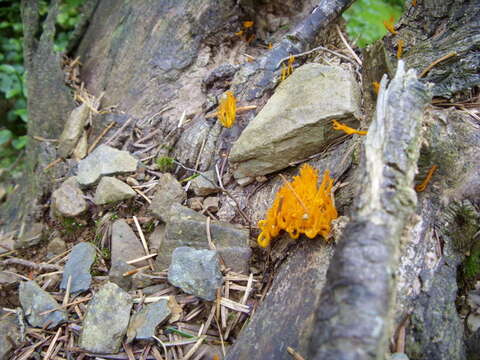 Image of Calocera viscosa (Pers.) Fr. 1821