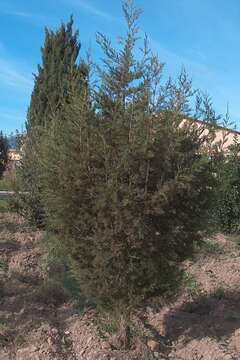 Image of Phoenician Juniper