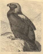 Image of Golden eagle