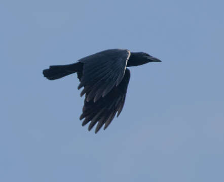 Imagem de Corvus nasicus Temminck 1826