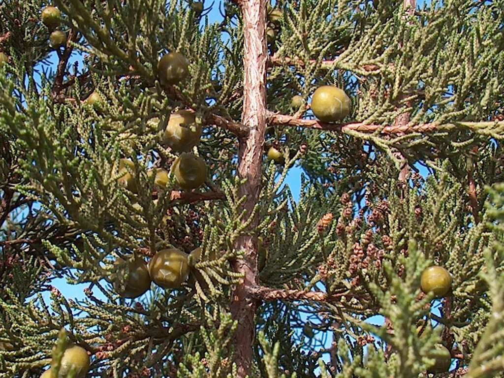 Image of Phoenician Juniper