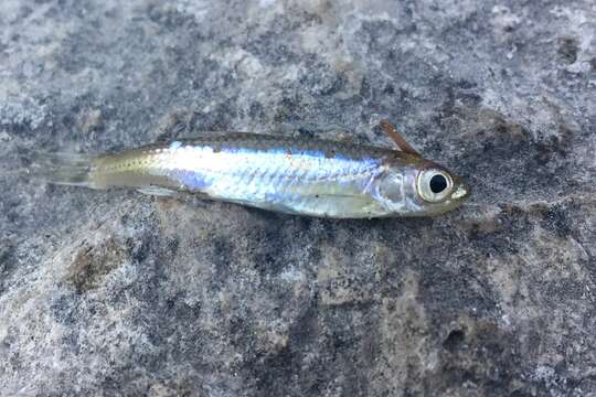 Image of texas shiner