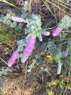 Image of silky prairie clover