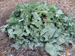 Image of sea kale