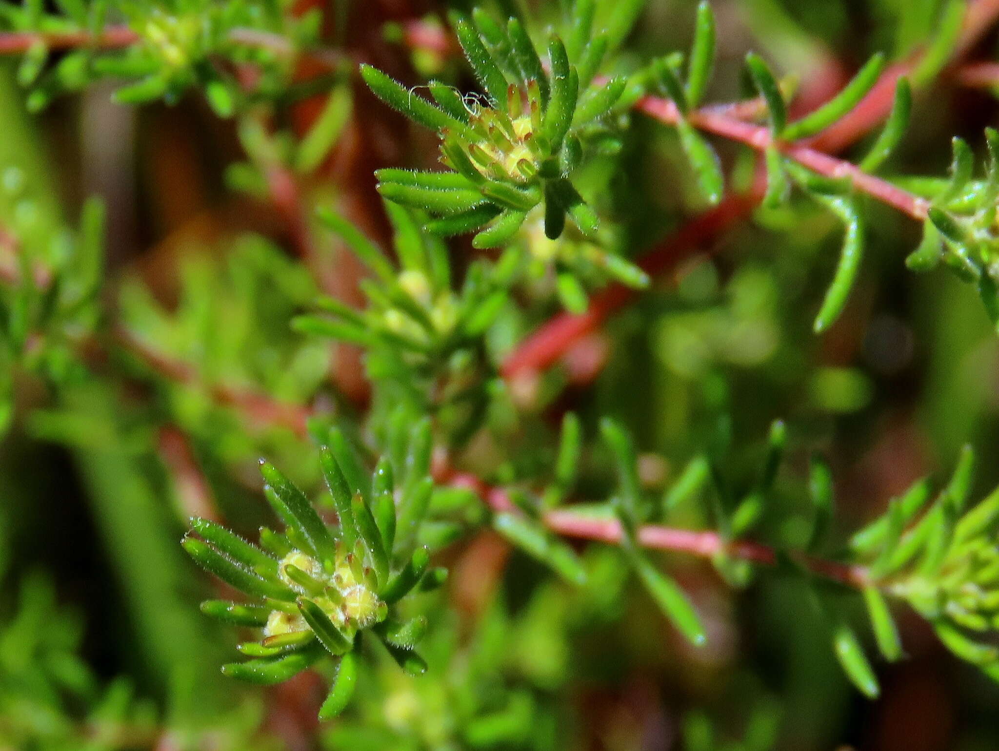 Image of Redhill Heath