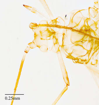 Plancia ëd Acyrthosiphon (Acyrthosiphon) lactucae (Passerini 1860)