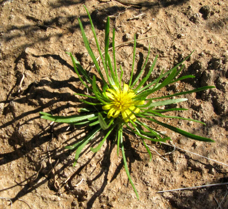 Plancia ëd Geigeria ornativa var. filifolia (Mattf.) S. Ortiz & Rodr. Oubiña