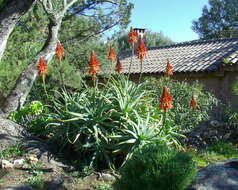 Image of candelabra aloe