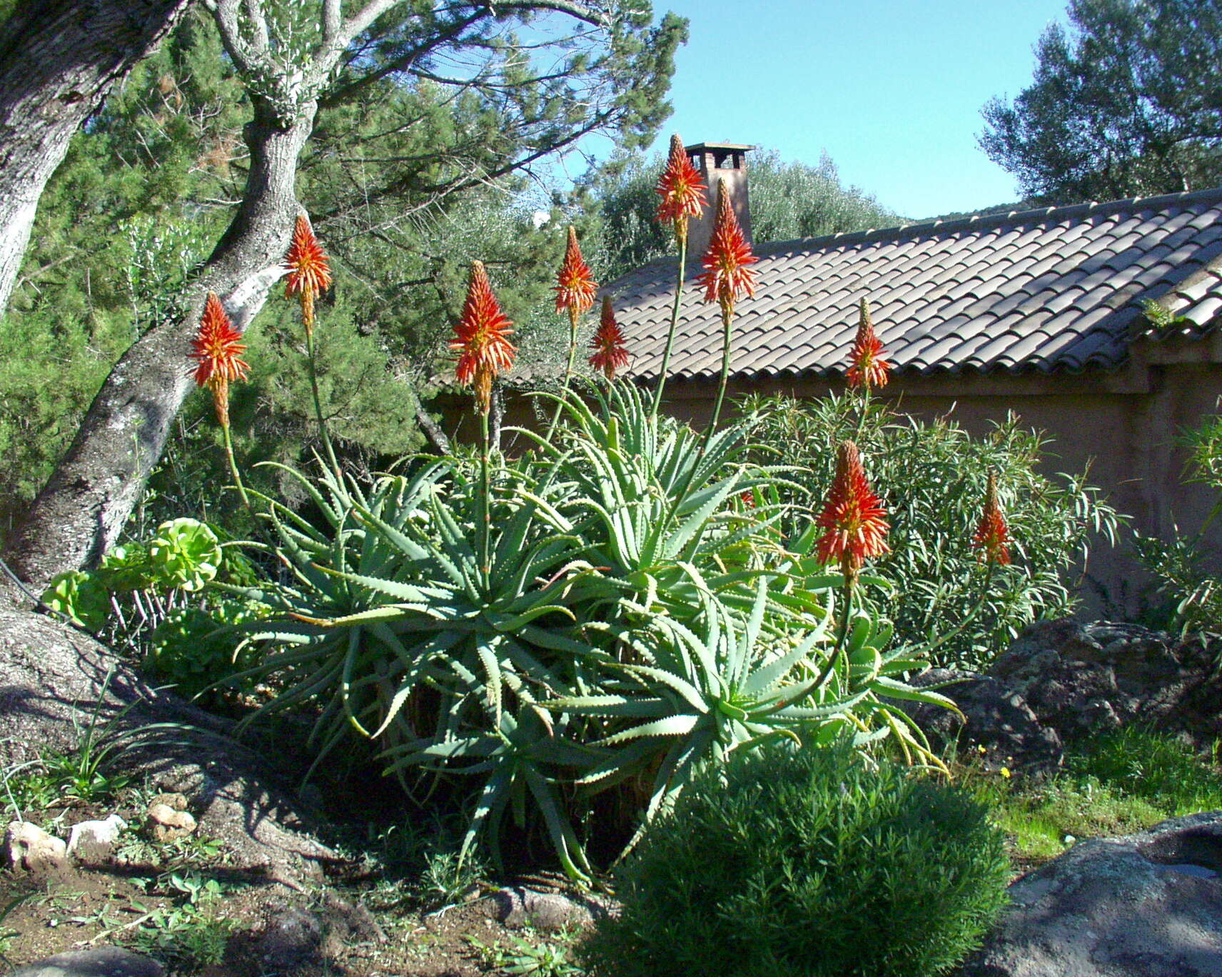 Image of candelabra aloe