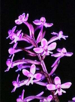 Image de Orchis brancifortii Biv.