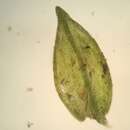 Image of Lescur's platylomella moss