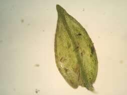 Image of Lescur's platylomella moss