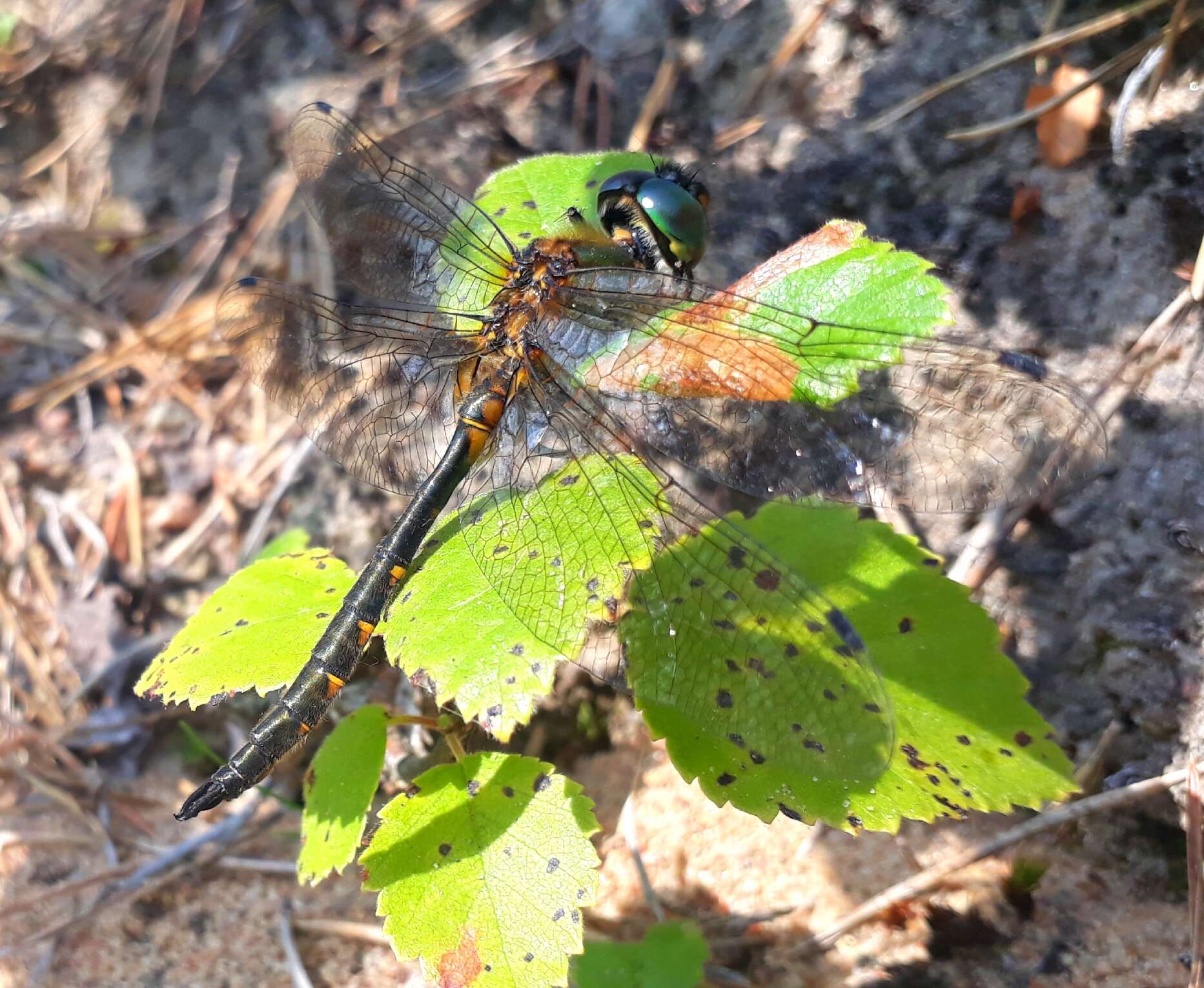 صورة Somatochlora flavomaculata (Vander Linden 1825)