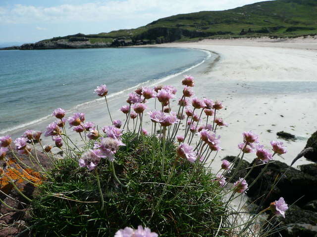 Image of thrift seapink