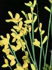 Image of Mt. Etna broom