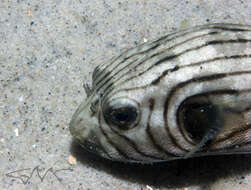 Image of Narrow-lined Puffer