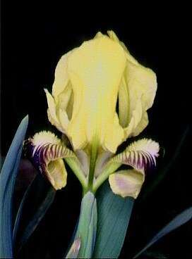 Image of Iris pseudopumila Tineo