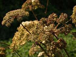 Image of wild angelica