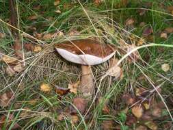 Image of Leccinum scabrum (Bull.) Gray 1821