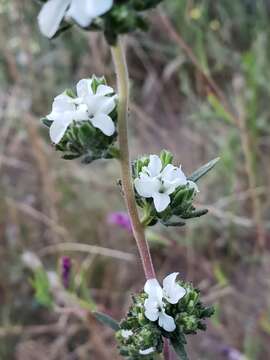 Sivun Calycadenia mollis A. Gray kuva