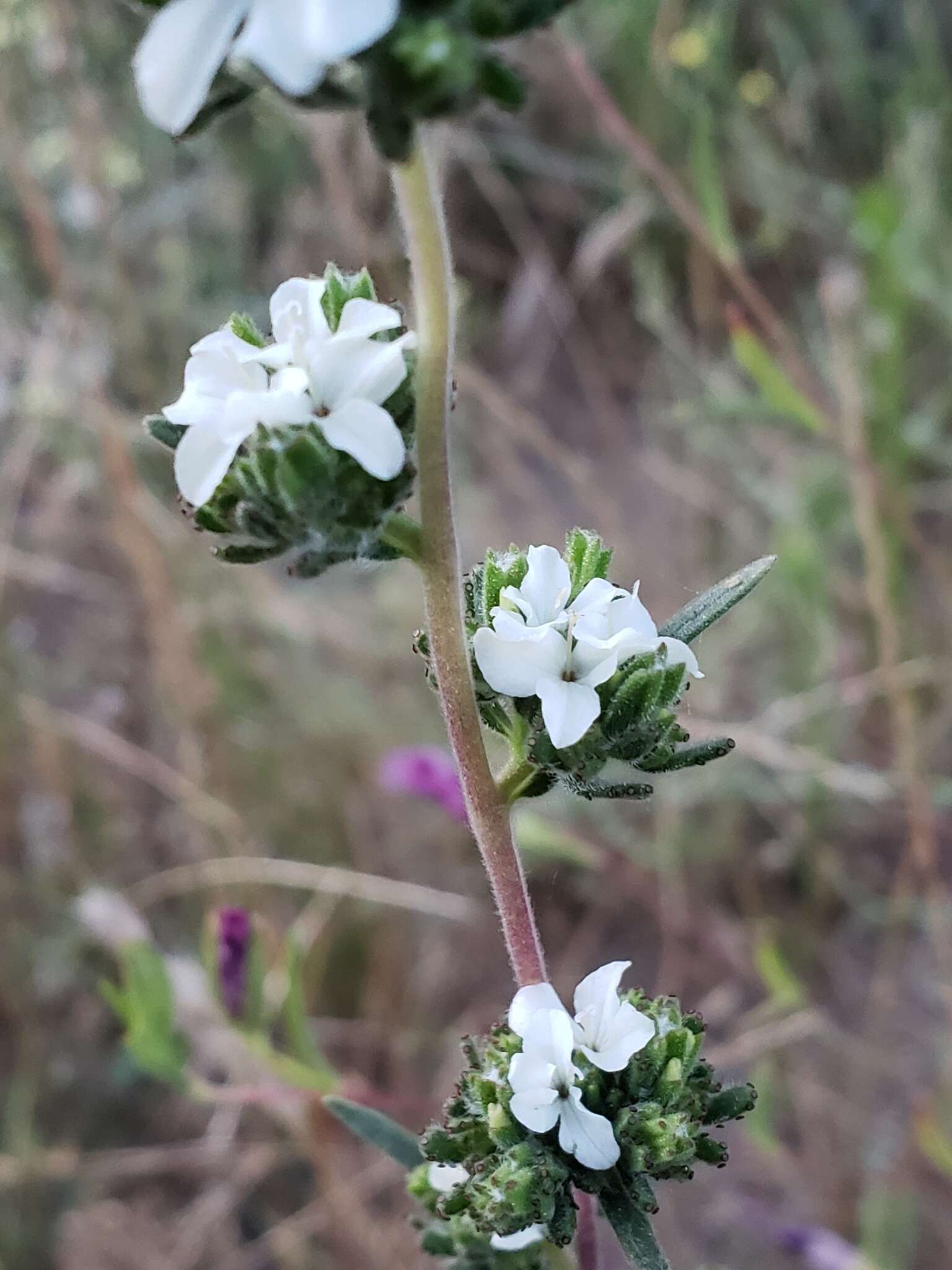 Image of soft western rosinweed