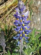 Image of Lupinus multiflorus Desr.