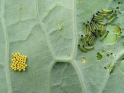 Image of sea kale