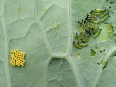 Image of sea kale