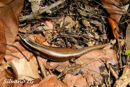 Image of Schwartze's Skink