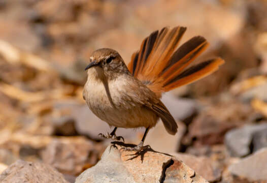 Image of Straight-billed Earthcreeper