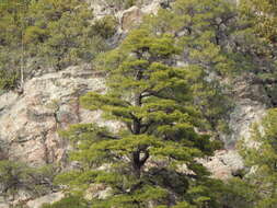 Image of Chihuahuan pine