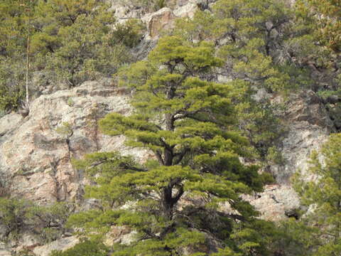 Image of Pinus leiophylla var. chihuahuana (Engelm.) Shaw