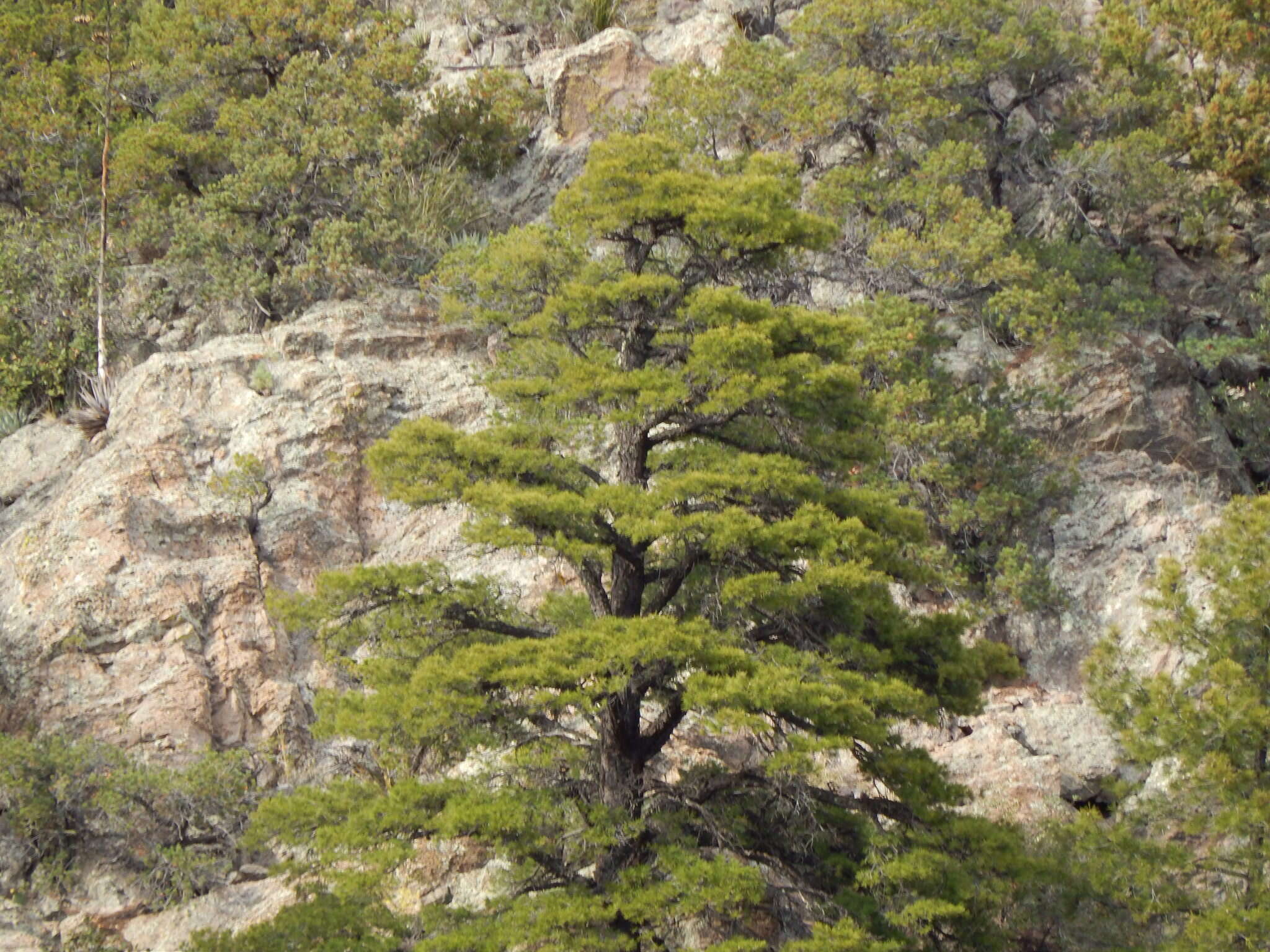 Image of Chihuahuan pine