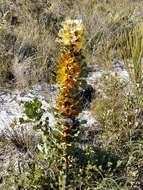 Image of pincushion tree