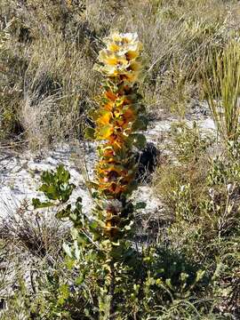 Image of pincushion tree