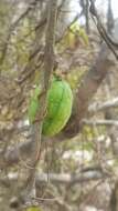 Image of Adenia olaboensis Clav.