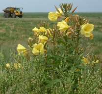 Imagem de Oenothera glazioviana M. Micheli