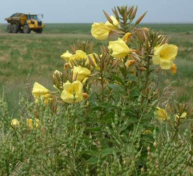 Imagem de Oenothera glazioviana M. Micheli