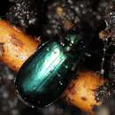 Image of Lebia (Lebia) viridis Say 1823