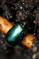 Image of Lebia (Lebia) viridis Say 1823