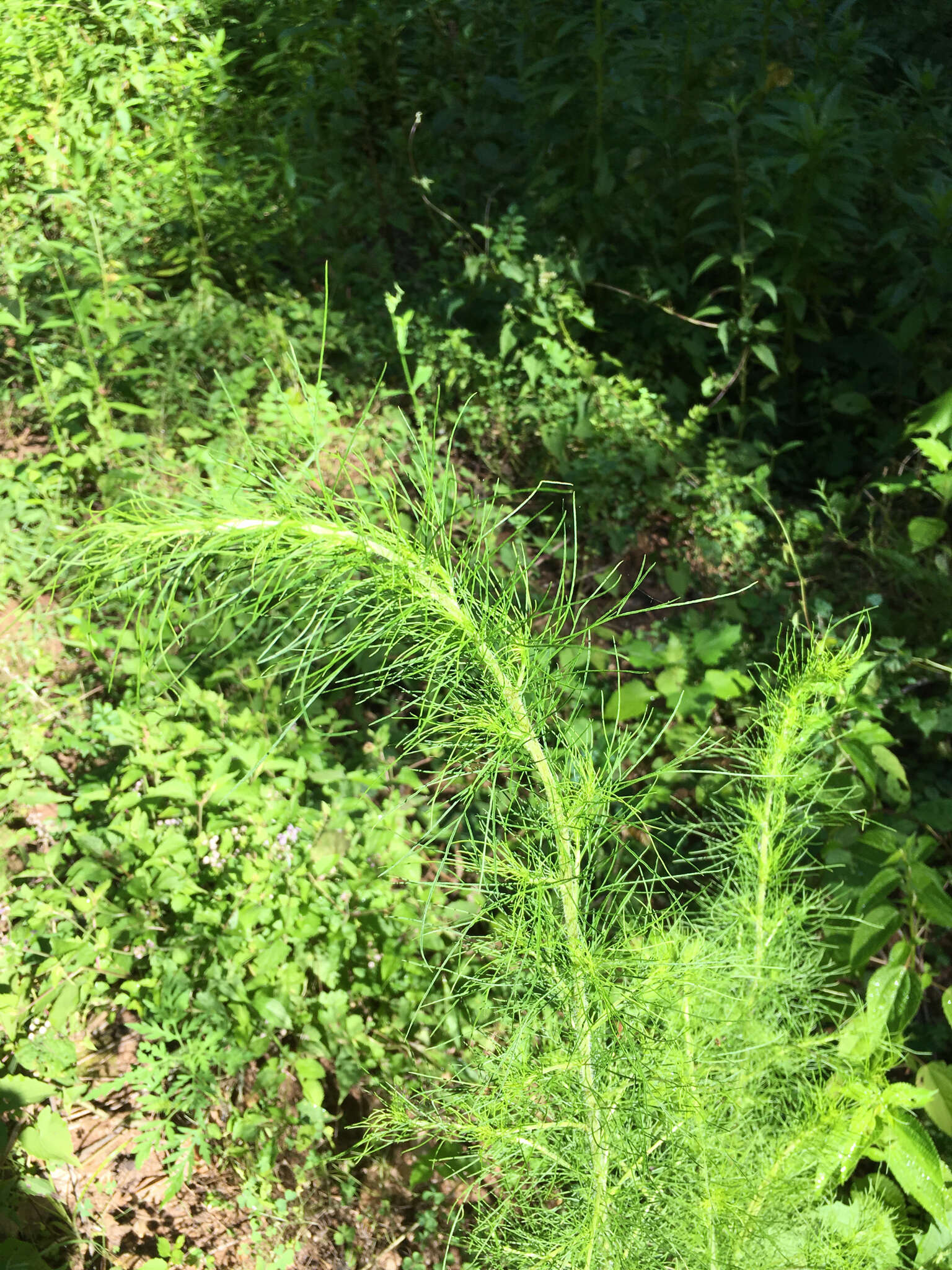 Eupatorium capillifolium (Lam.) Small的圖片